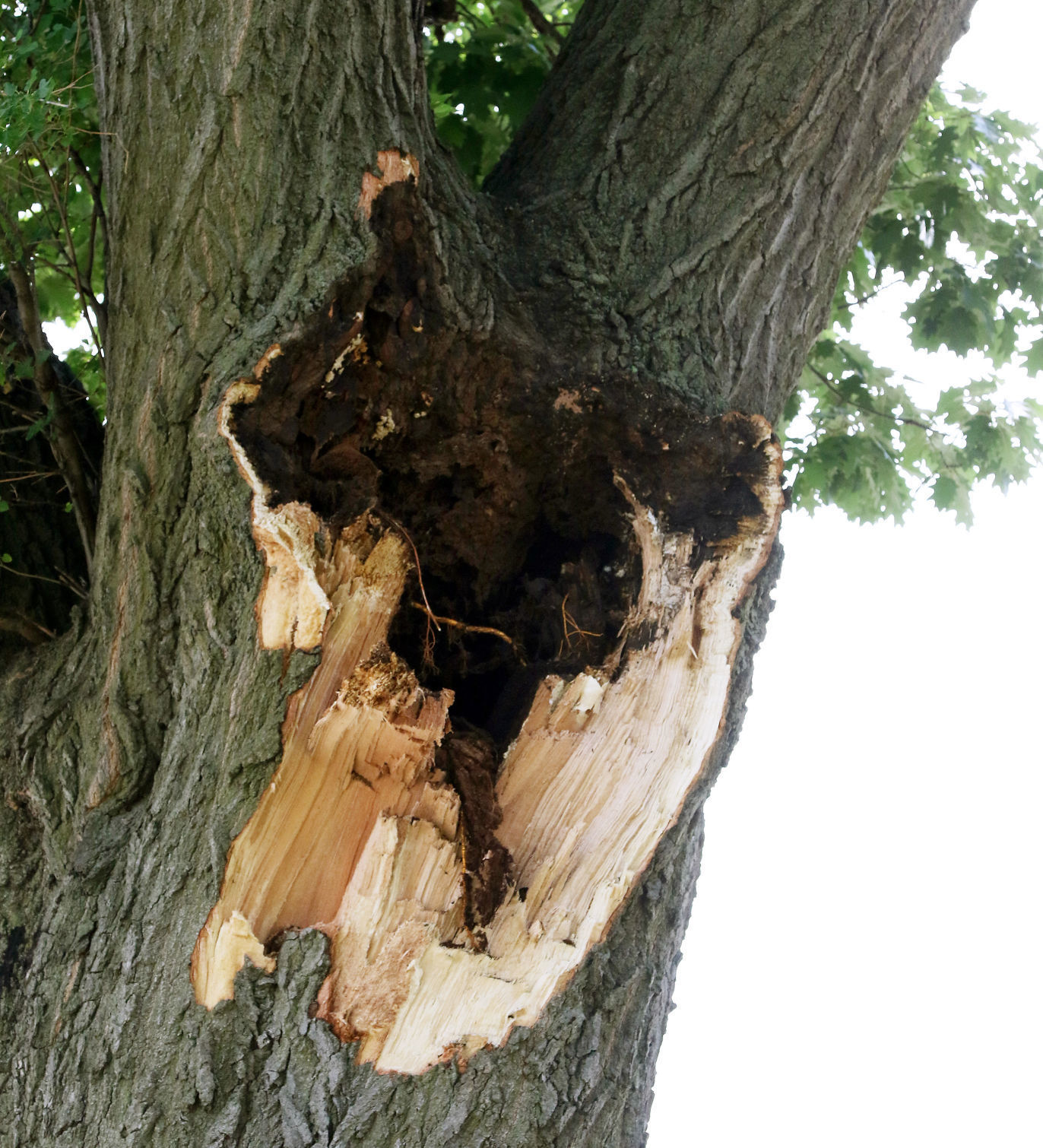 070418-tree-death-002